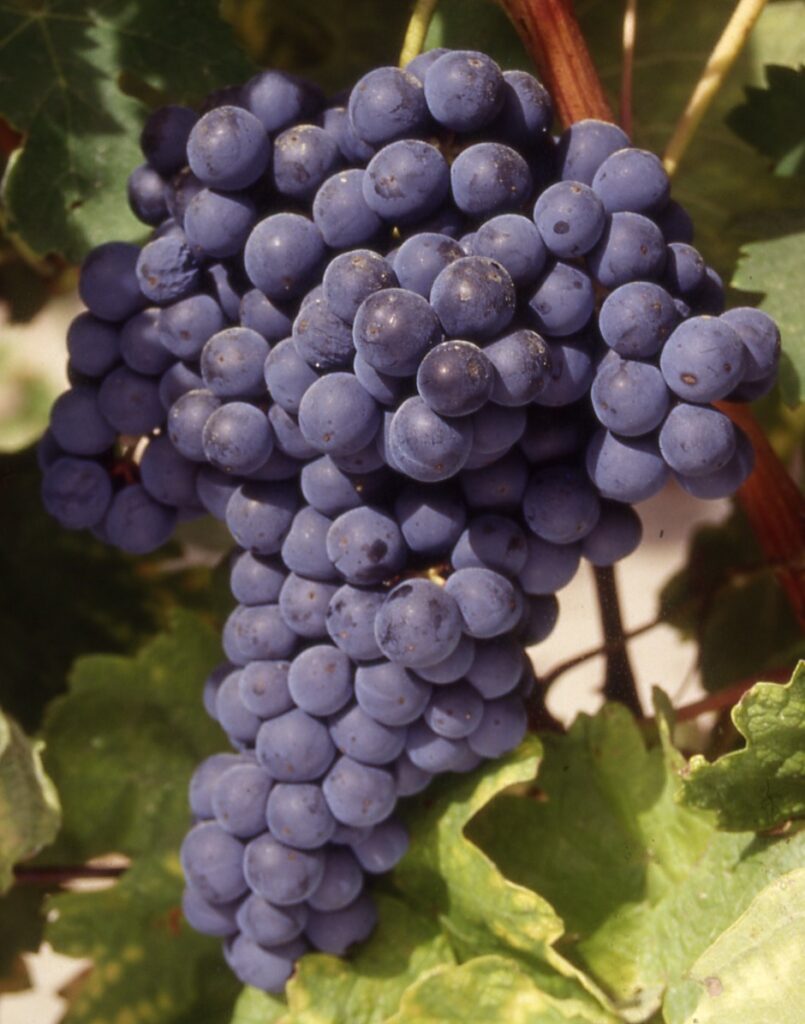 tempranillo